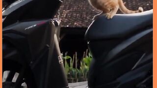 GATOS MUITO ESPERTOS PEGOU A MOTO E A BOLSA