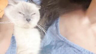 Cat Getting Jealous of a Plush Toy! 6