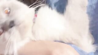 Cat Knocks Everything off the Desk! 7