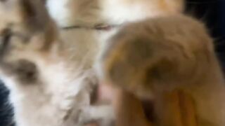 Cat Falling Asleep While Sitting Up! 5