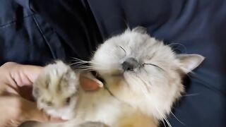 Cat Begging for Chicken Nuggets! 8