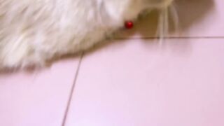 Cat Wearing a Cute Little Sweater! 🧥 7