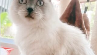 Cat Tries to Catch the Printer Paper! 7