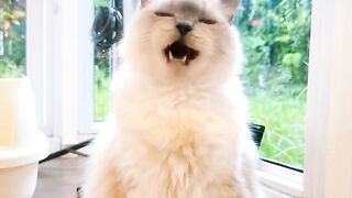 Cat Looking in the Mirror and Attacking! 8