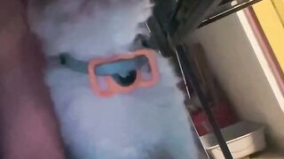 Cat Doing a Perfect Backflip Catch! 7