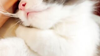 Cat Gets a Brain Freeze from Ice Water! 6