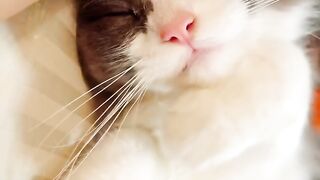 Cat Sleeping in a Perfect Circle! 25