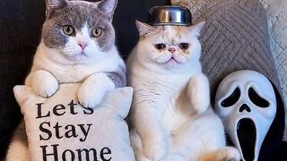 Cat Refusing to Wake Up for Breakfast! 4