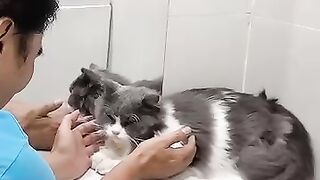 Cat Sits Exactly Like a Boss! 🕴️ 6