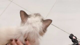 Cat Trying to Open the Treat Jar! 7
