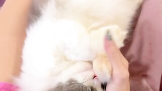 Cat Gagging at the Smell of Coffee! 8