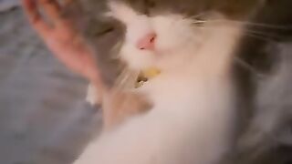 Cat Adopts an Orphaned Squirrel! 🐿️ 8