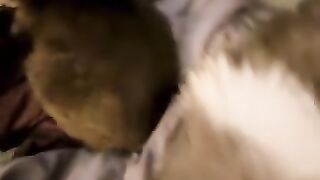Cat Rolling in Catnip Euphoria! 7