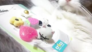 Cat Carrying a Giant Stuffed Animal! 🧸 8