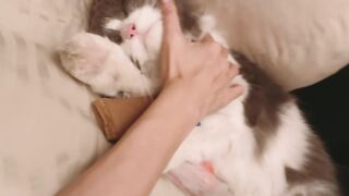 Cat Fighting its Own Tail in a Circle! 7