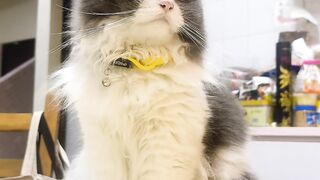 Cat Smiling for a Photo! 📸 8