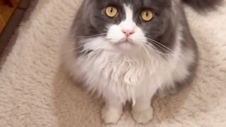 Cat Stealing a Hair Tie! 22
