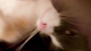 Cat Chasing a Butterfly in the Yard! 🦋 8