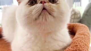 Funniest Cat Fails of 2026! 😂 23