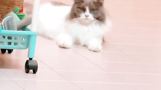Ninja Cat Jumping Level 999! 23