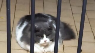 Hilarious Cat Scared of Cucumber! 22