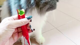 Hungry Cat Yelling for Food! 21
