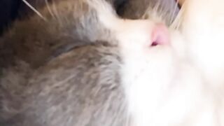 The Most Beautiful Fluffy Cat Ever! 24