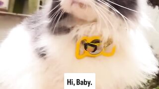 Crazy 3 AM Cat Zoomies Caught on Tape! 23