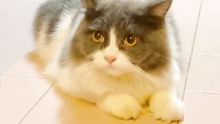 Cat Trying to Catch a Laser Pointer! 16