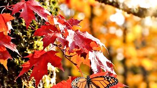 Beautiful Nature beauty
