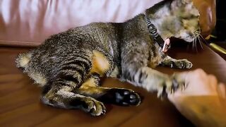 Tiny Kitten Taking First Steps! 🥺 21