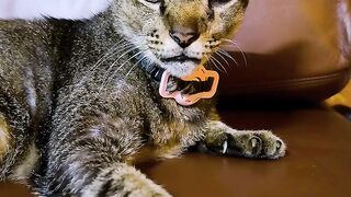Cat Sneezing is the Cutest Thing! 23