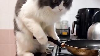 Orange Cat Behavior Explained! 😂 22