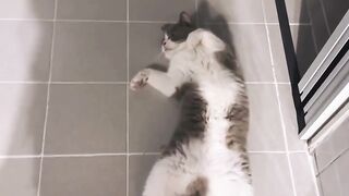 Cat Addicted to Watching TV! 20