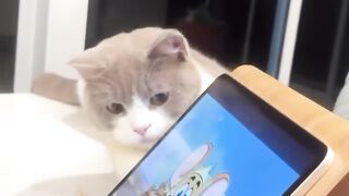 Cat Talking to Birds at the Window! 18