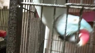 Cat Trapped in a Cardboard Box! 23