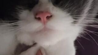 Dog Terrified of a Tiny Kitten! 19