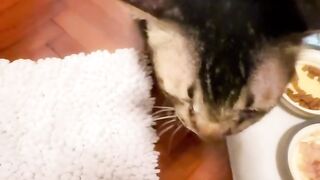 Cat Gently Waking Up Owner! 21