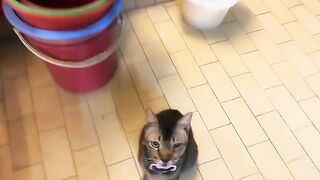 Cat Terrified of the Vacuum Cleaner! 22