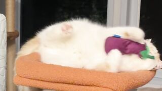 Cat Jumping Over 10 Toilet Paper Rolls! 22