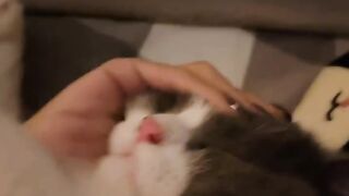 Cat Hissing at its Own Reflection! 18