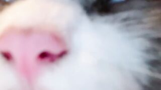 Cat Reacting to a Magic Trick! 🪄 21