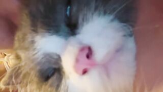 Cat Sleeping in the Weirdest Position Ever! 22