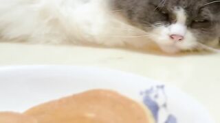 Cat Trying to Drink from a Straw! 39