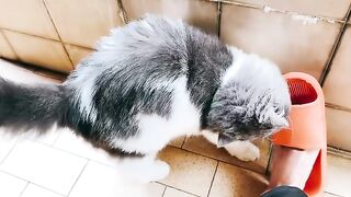Cat Getting Mad at its Own Tail! 19