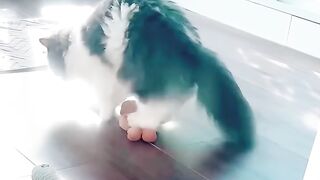 Cat Loving a Belly Rub! Rare Footage! 20