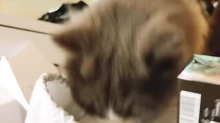 Cat Hiding in a Grocery Bag! Surprise! 21