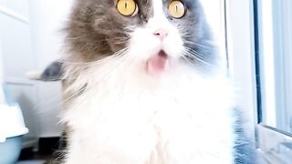 Cat Watching Horror Movie! Scared Reaction! 22