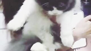 Cat Trying to Catch the Printer Paper! 21