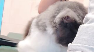 Cat Sliding into a Box like a Boss! 22